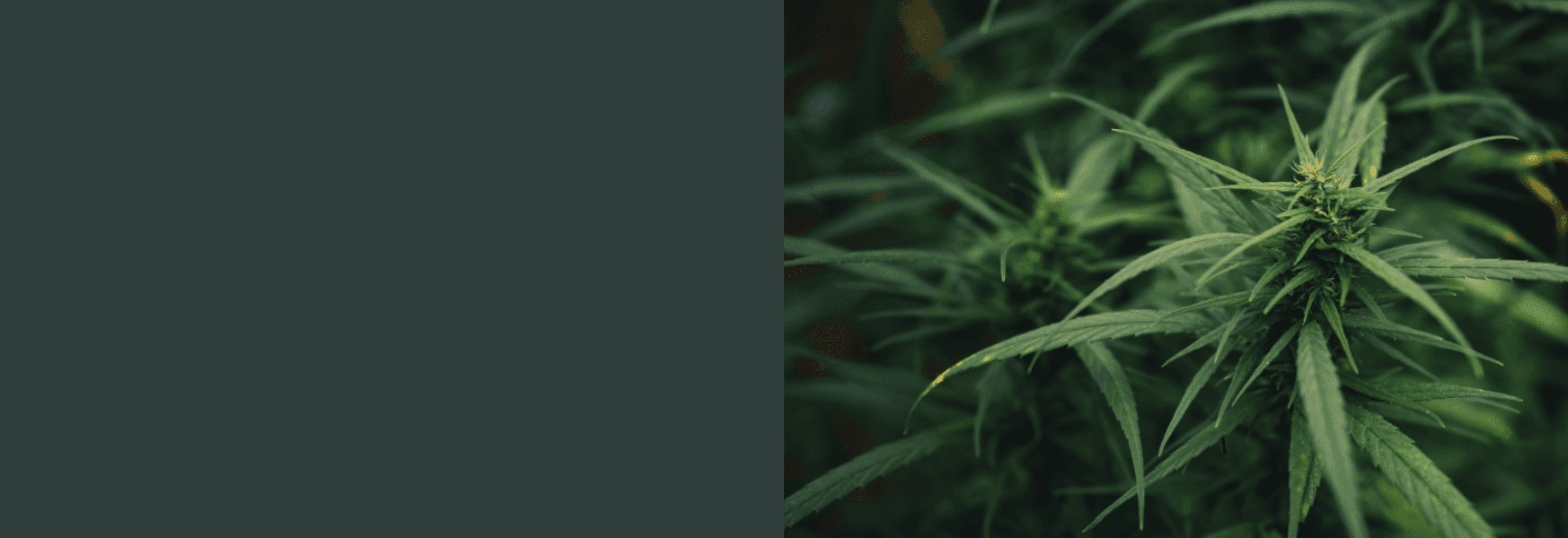 grüne Cannabis Pflanze 